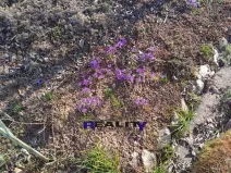 Pronájem zahrady, Kryry, 367 m2