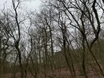 Prodej lesa, Libotenice, 17863 m2