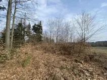 Prodej lesa, Zborov, 9290 m2