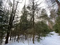 Prodej pozemku, Volfířov - Brandlín, 5958 m2