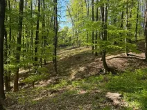Prodej lesa, Hradčovice, 4762 m2