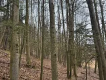 Prodej lesa, Huslenky, 16650 m2