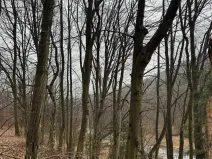 Prodej lesa, Huslenky, 29988 m2