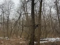 Prodej podílu lesa, Přerov nad Labem, 1596 m2