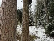 Prodej lesa, Milejovice, 2791 m2