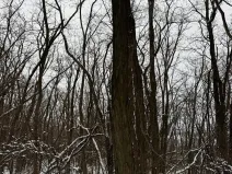 Prodej podílu lesa, Nikolčice, 3584 m2