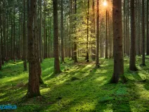 Prodej lesa, Horní Heřmanice, 51563 m2