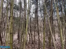 Prodej lesa, Horní Heřmanice, 51563 m2