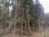 Prodej lesa, Srubec, Ledenická-Škarda, 13783 m2