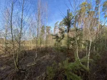 Prodej lesa, Veliny, 4968 m2