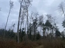 Prodej lesa, Blížejov - Lštění, 4481 m2