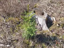 Prodej lesa, Spešov, 2643 m2