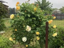 Prodej zahrady, Chomutov, Na Moráni zahrádkářská kolonie, 389 m2