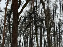 Prodej lesa, Prokopov, 2228 m2