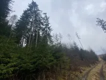 Prodej lesa, Kolinec - Buršice, 1299 m2