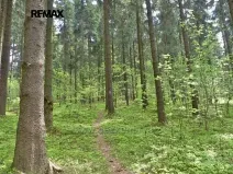 Prodej lesa, Písařov, 2762 m2