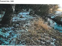 Prodej lesa, Tis, 906 m2