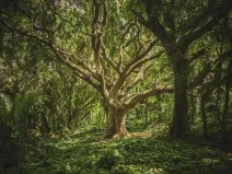 Prodej lesa, Nučice, 10985 m2