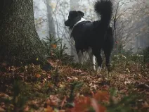 Prodej lesa, Valkeřice, 6752 m2
