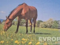 Prodej pole, Hradec Králové, 6364 m2