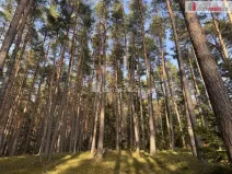 Prodej lesa, Nebahovy - Jelemek, 11340 m2
