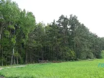 Prodej lesa, Zábřeh, 78836 m2