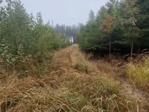 Prodej lesa, Otín, 928 m2