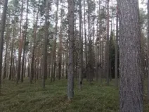 Prodej lesa, Borovany - Vrcov, 18645 m2