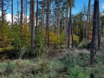 Prodej lesa, Štěchovice, 8586 m2