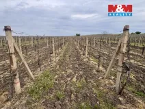 Prodej pole, Velké Bílovice, 3600 m2