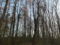 Prodej lesa, Velké Všelisy, 8197 m2