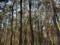 Prodej lesa, Vracov, 3963 m2