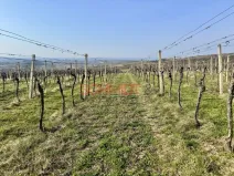 Prodej sadu/vinice, Němčičky, 11748 m2