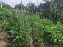 Prodej pozemku pro bydlení, Velké Žernoseky, 4490 m2