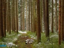 Prodej lesa, Strážná, 14738 m2