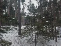 Prodej lesa, Častrov, 1295 m2