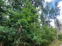 Prodej lesa, Cerekvička-Rosice, 2498 m2