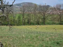 Pronájem pole, Štramberk, Novojičínská, 850 m2