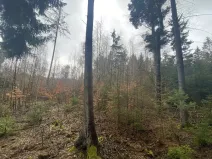 Prodej lesa, Kolinec - Buršice, 3423 m2