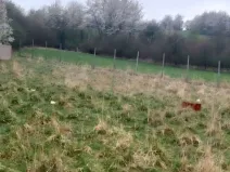 Prodej louky, Polom, 3371 m2