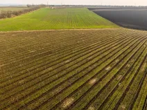 Prodej sadu/vinice, Troskotovice, 243931 m2