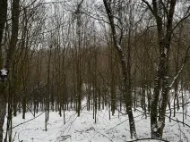 Prodej lesa, Chotiměř, 26763 m2