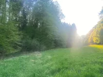 Dražba louky, Tachov, 3829 m2