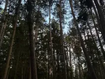 Prodej podílu lesa, Puclice, 12856 m2