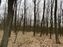 Prodej lesa, Silůvky, 2829 m2