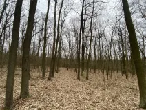 Prodej lesa, Silůvky, 2829 m2