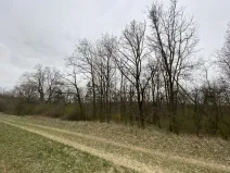 Prodej lesa, Silůvky, 375 m2