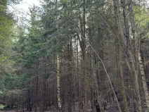 Prodej lesa, Rájec, 5476 m2