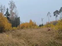 Prodej lesa, Úboč, 13538 m2