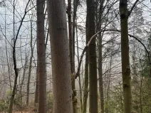 Prodej podílu lesa, Malá Bystřice, 5829 m2